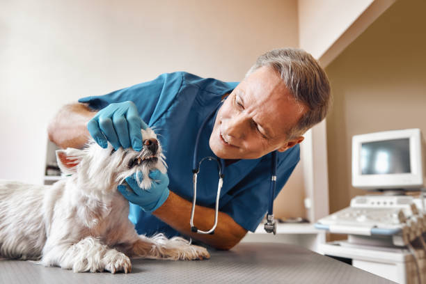 Best Emergency Dental Surgery in Highland Rk, PA